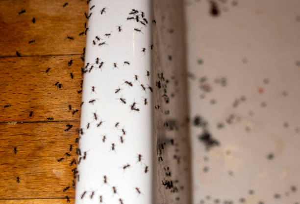 Best Spider Control Near Me  in Wanaque, NJ